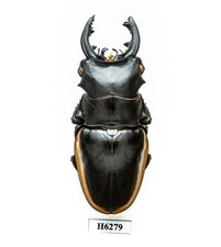 BEETLE, INSECT -H6279. Lucandae: Odontolabis cuvera sinensis - 75MM, VIETNAM
