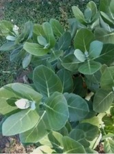 15+ Calotropis Procera Leaves – Sodom Apple Dead Sea Dried Herb from Ceylon