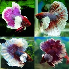 Live Betta Fish ASSORTED DUMBO EAR Male A Grade Premium RARE NEXT DAY AIR