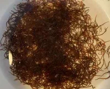 2oz Quality Fresh Live Blackworms - Free 1 Day Shipping - Live Arrival Guarantee