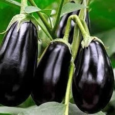 15 Black Beauty EGG PLANT SEEDS  Non GMO Heirloom 