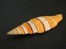 Super Ribbed Form...VEXILLUM FILIAREGINAE~55.3mm/Gem~Philippine SEASHELL