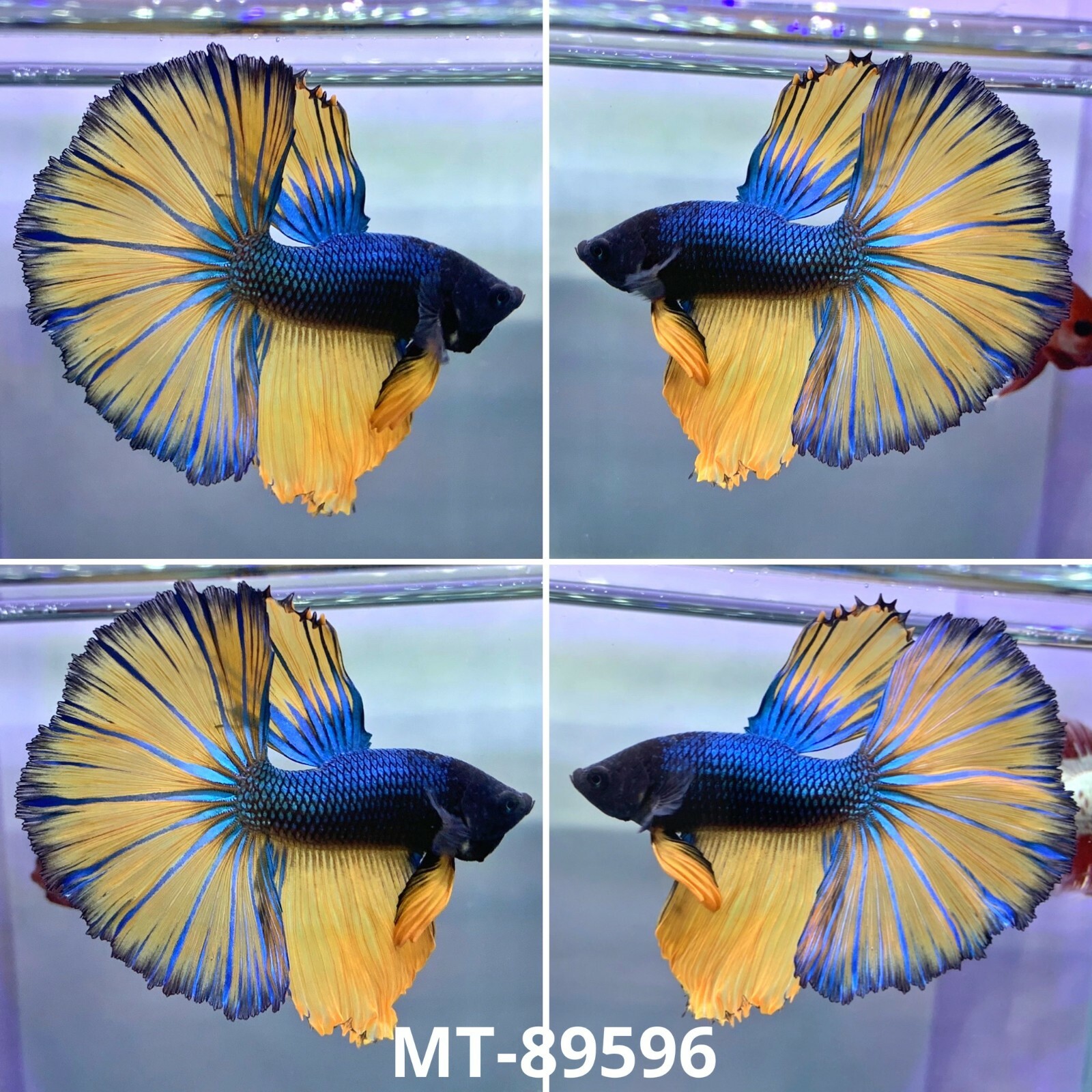 Stock Photo Blue Base Mustard Big FanTail 最新アイテム Male Betta Quality A