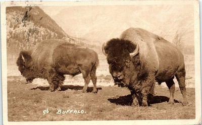 Antique Postcard Buffalo Bison Staring into Camera Canadian Rockies Byron  
