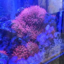 Rose Bubble tip anemone colony on 4kg caribsea rock