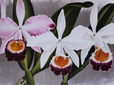 ORCHIDS