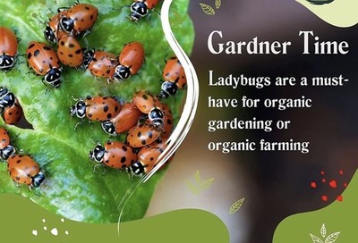 500 Ladybugs for Organic Gardening and Organic Farming