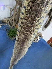 BULL snake skin snake hide DRY tanned bow wrap blanks snake art NICE 65 IN. X2