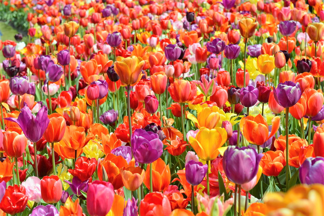 PREORDER NOW! Rainbow Mix Tulip Bulbs Dutch Grown Freshly Imported