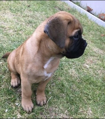 Purebred Bullmastiff Dogs Puppies Gumtree Australia Brisbane North West Brisbane City 1256210791