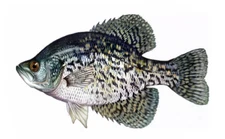 Crappie White Perch Fish Fishing BASS BOAT VINYL TRUCK WINDOW STICKER DECAL