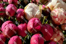 Digital Picture Photo Digital Image Peony Background Wall Print Art _14