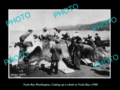 OLD LARGE HISTORIC PHOTO OF NEAH BAY WASHINGTON THE WHALING CREW CUTTING c1900