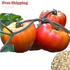 Big Rainbow Tomato Seeds | Rainbow Beefsteak Tomato Seeds | Non-GMO