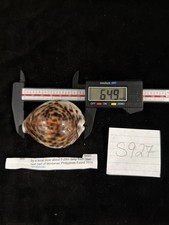 Cypraea Tigris 64.9mm Philippines 2019 (S927)