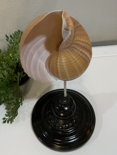 Vintage Tonna Galea Giant Tun Muschel Muschel braun creme auf schwarzem Ständer 12” H 5” D - Bild 7 von 9