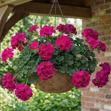 Geranium 'Castello Lea Violet' 9cm Plant x2 - Zonal Pelargonium Upright Bedding