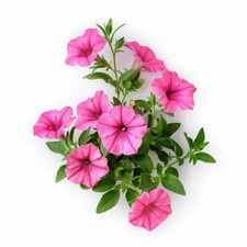 500 Graines de Pétunia Nain Rose