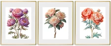 3 Sets Purple Orange Pink Peony Flower Print  8.5”x11” Wall Decor Unframed