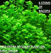 Bacopa Monnieri Moneywort Freshwater Live Aquarium Plants Bunch BUY2GET1FREE