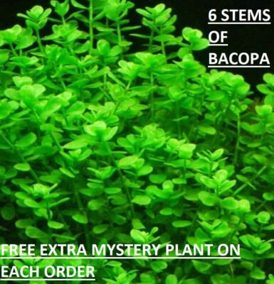Bacopa Monnieri Moneywort Freshwater Live Aquarium Plants Bunch BUY2GET1FREE*