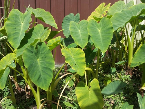 TARO - Edible Green - Very Delicious & High Yield Variety - 1 Plant