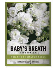 Baby's Breath Seeds