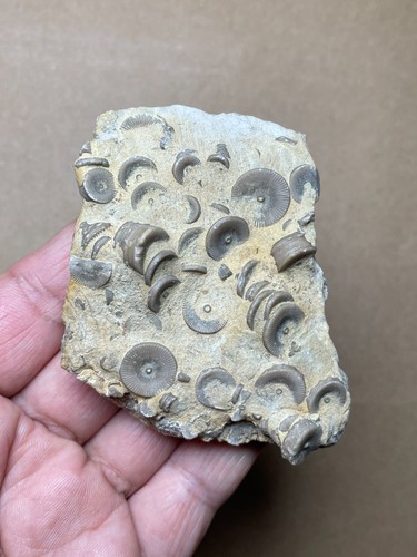 124g Devonian period Crinoid Geologic rock specimen - Picture 7 of 10