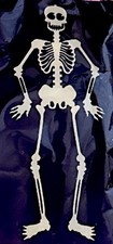 Skeleton - 3 Foot Plastic - Posable Arms and Legs - Decoration