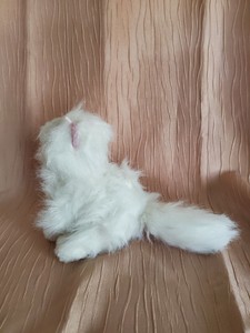 white persian kitty