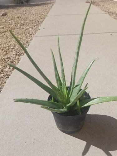 1 Aloe Vera Bare Rooted Live Plant Very Healthy Plant Ready To Plant