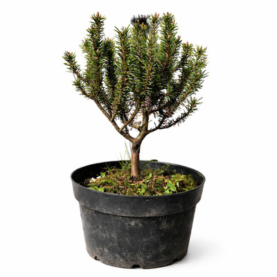 Pinus mugo cv MINUTIFOLIA - Mountain pine | Dwarf mountain pine