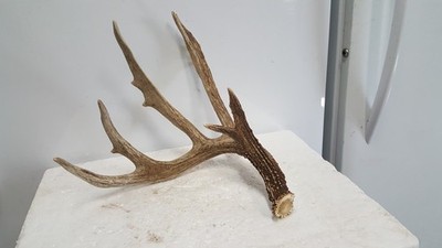 WILD 78'' TYPICAL 5 pt WHITETAIL DEER ANTLER SHED antlers mule mount elk moose
