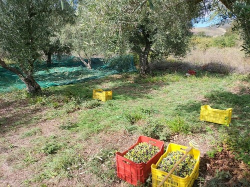 Olio Di oliva Molisano (acquisti Da 5l In Su) - Foto 2 di 2