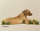 Rhodesian Ridgeback Original Watercolor Painting By Sandra Coen Yellow Flowers