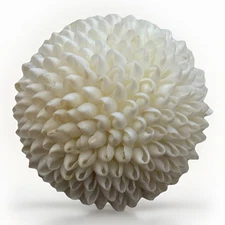White Shell Decorative Ball Orb Coastal Nautical Beach Home Decor 4”