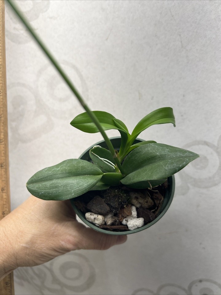 INCDM. POPCORN ‘HIGHLANDS’ Primary Hybrid Blooming size eBay