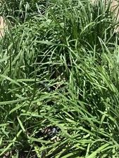 Garlic Chives      40 Live Plant Bare Root Hardy Perennial Herb Organic NON-GMO