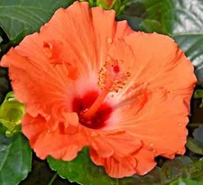 🌺🌺 MADAGASCAR hibiscus MOSCHEUTOS mallow Malvaceae STARTER Live PLANT US ship