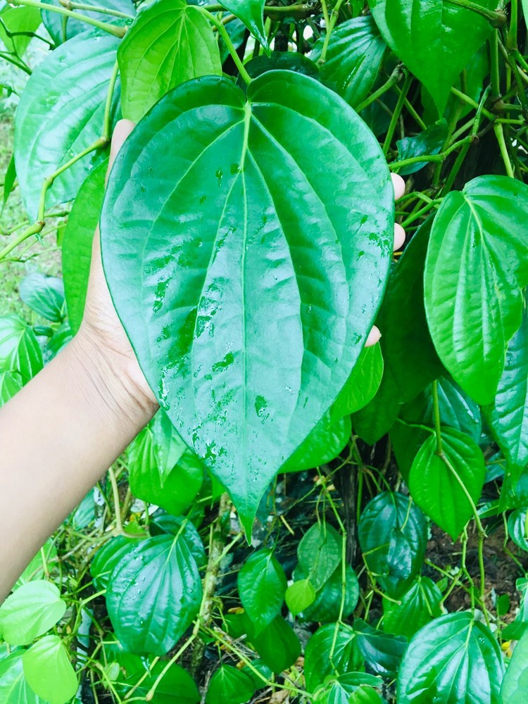 100 Dried Betel leaves Herbal Pure 100% Organic Free Shipping 10 Free