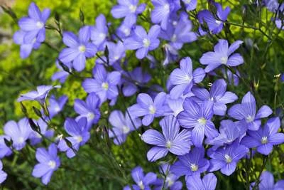 SEEDVILLE USA 100 BLUE FLAX (Prairie Flax / Lewis Blue Flax) Linum Perenne Lewisii Flower Seed
