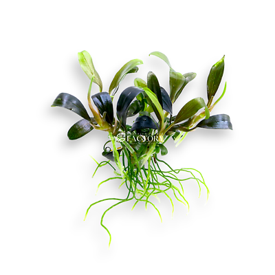 Bucephalandra King Blue Vitro Culture | eBay