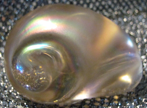 Beautiful Handcrafted Silvestri Pink Iridescent Sea Shell Seashell Paperweight - Picture 8 of 11