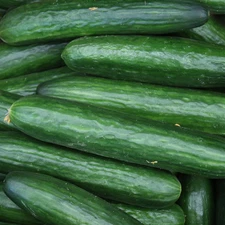 Straight Eight Cucumber Seeds ---- HEIRLOOM --- NON GMO --- ORGANIC ------ FRESH