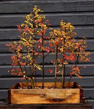 Lacebark Elm Bonsai Starters Rooted And Ready Very Hardy