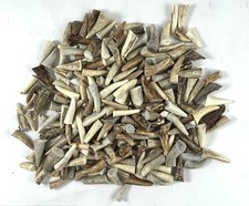 200 - 1" DEER ELK ANTLER TINE TIPS ARTS, CRAFTS JEWELRY, TOGGLES - Bag 1864