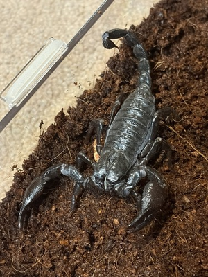#ad Emperor scorpion Pandinus imperator Juvenile RARE Female $70.00