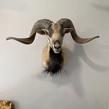 Beautiful Corsican Ram Sheep Shoulder Mount Taxidermy Antlers Horns