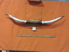 MOUNTED STEER BULL  HORNS  4' 7" tip to tip #409 BULL HORN LONGHORN