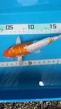   15in Sunshine Kikusui Japanese Koi Live Imported KoiGazer